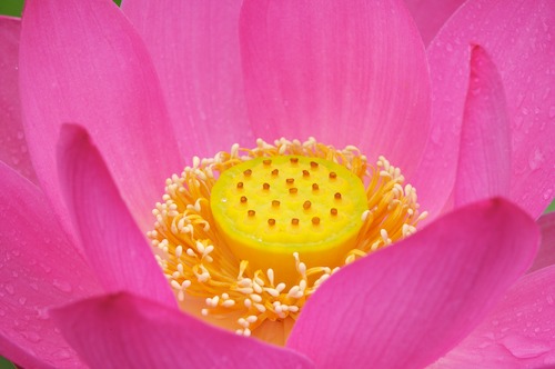 Bloom;Blossom;Blossoms;Floret;Flower;Floweret;Flowering;Flowers;Magenta;Petal;Petals;Pink;Pistel;Stamen;Yellow