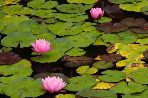 Bloom;Blossom;Blossoms;Floret;Flower;Floweret;Flowering;Flowers;Green;Magenta;Petal;Petals;Pink;Pistel;Stamen