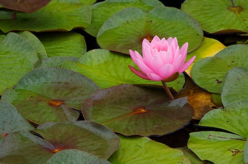 Bloom;Blossom;Blossoms;Floret;Flower;Floweret;Flowering;Flowers;Green;Magenta;Petal;Petals;Pink;Pistel;Stamen