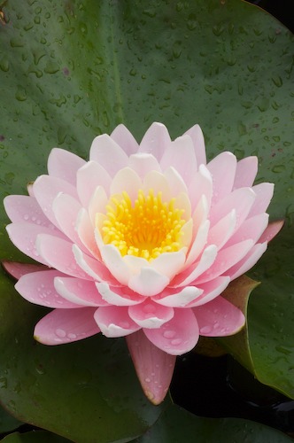 Bloom;Blossom;Blossoms;Floret;Flower;Floweret;Flowering;Flowers;Green;Magenta;Petal;Petals;Pink;Pistel;Stamen;Yellow