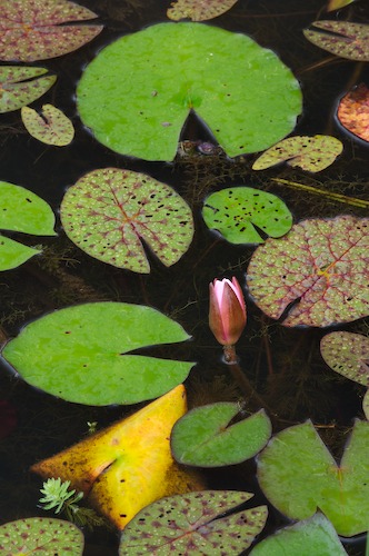 Bloom;Blossom;Blossoms;Floret;Flower;Floweret;Flowering;Flowers;Green;Magenta;Petal;Petals;Pink;Pistel;Stamen