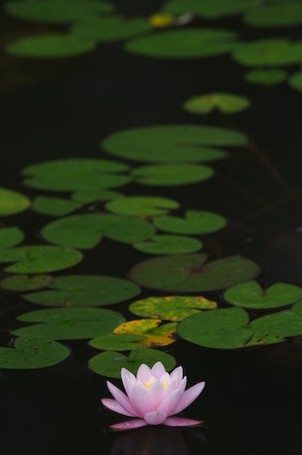 Bloom;Blossom;Blossoms;Floret;Flower;Floweret;Flowering;Flowers;Green;Magenta;Petal;Petals;Pink;Pistel;Stamen