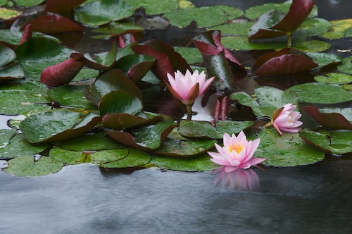 Bloom;Blossom;Blossoms;Floret;Flower;Floweret;Flowering;Flowers;Green;Magenta;Petal;Petals;Pink;Pistel;Stamen