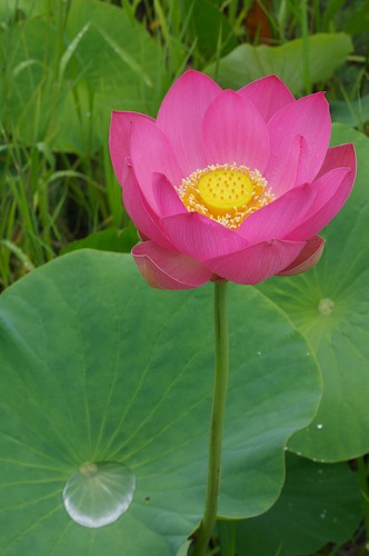 Bloom;Blossom;Blossoms;Floret;Flower;Floweret;Flowering;Flowers;Green;Magenta;Petal;Petals;Pink;Pistel;Stamen;Yellow