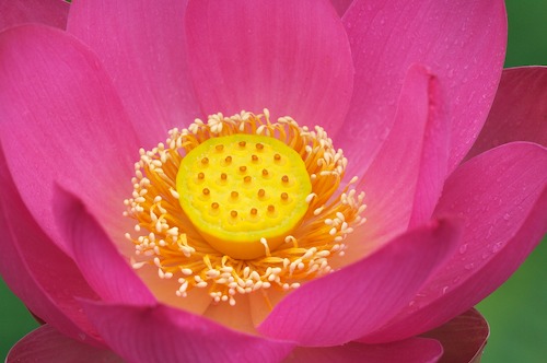 Bloom;Blossom;Blossoms;Floret;Flower;Floweret;Flowering;Flowers;Magenta;Petal;Petals;Pink;Pistel;Stamen;Yellow