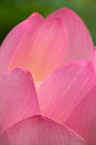 Bloom;Blossom;Blossoms;Floret;Flower;Floweret;Flowering;Flowers;Magenta;Petal;Petals;Pink;Pistel;Stamen