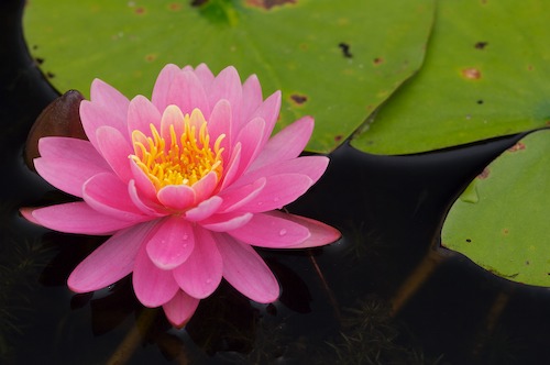 Bloom;Blossom;Blossoms;Floret;Flower;Floweret;Flowering;Flowers;Green;Magenta;Petal;Petals;Pink;Pistel;Stamen