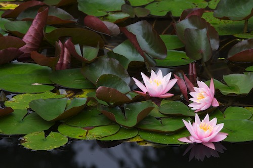 Bloom;Blossom;Blossoms;Floret;Flower;Floweret;Flowering;Flowers;Green;Magenta;Petal;Petals;Pink;Pistel;Stamen