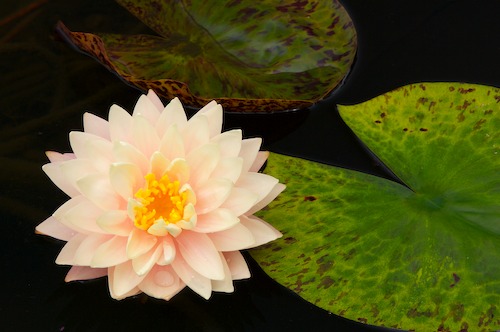 Bloom;Blossom;Blossoms;Floret;Flower;Floweret;Flowering;Flowers;Green;Petal;Petals;Pistel;Stamen;Yellow