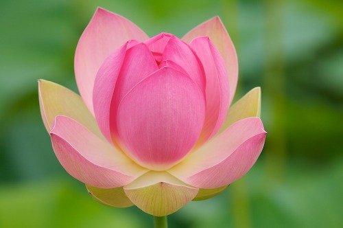 Bloom;Blossom;Blossoms;Floret;Flower;Floweret;Flowering;Flowers;Green;Magenta;Petal;Petals;Pink;Pistel;Stamen