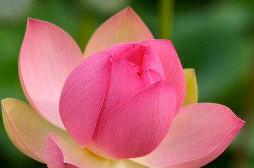 Bloom;Blossom;Blossoms;Floret;Flower;Floweret;Flowering;Flowers;Green;Magenta;Petal;Petals;Pink;Pistel;Stamen