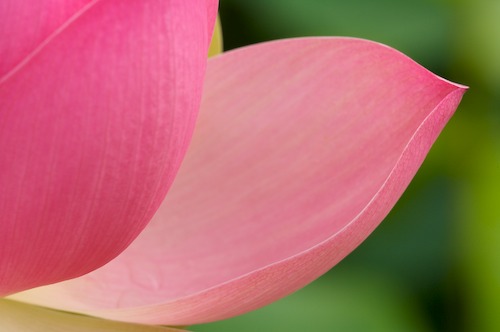 Bloom;Blossom;Blossoms;Floret;Flower;Floweret;Flowering;Flowers;Green;Magenta;Petal;Petals;Pink;Pistel;Stamen