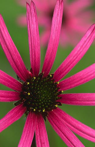 Flower;Blooming;Blossom;Bloom;Plants;Flowering;Botanical;Nature;Petal;Garden;Colorful;Outdoor;Vegetation;Natural;Floral;Herb;Flowers;Stamen;Pistil;Stem