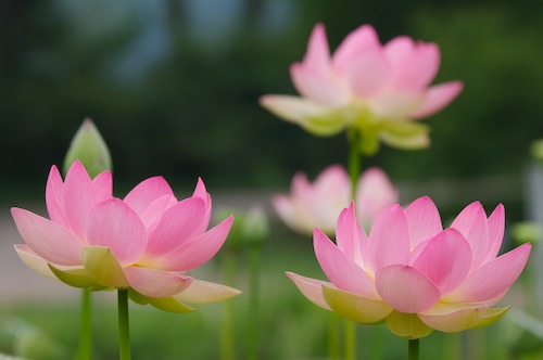 Bloom;Blossom;Blossoms;Floret;Flower;Floweret;Flowering;Flowers;Green;Magenta;Petal;Petals;Pink;Pistel;Stamen;Yellow