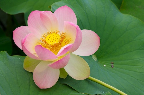 Bloom;Blossom;Blossoms;Floret;Flower;Floweret;Flowering;Flowers;Green;Magenta;Petal;Petals;Pink;Pistel;Stamen;Yellow