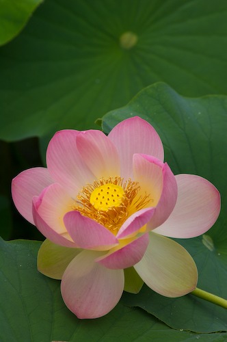 Bloom;Blossom;Blossoms;Floret;Flower;Floweret;Flowering;Flowers;Green;Magenta;Petal;Petals;Pink;Pistel;Stamen;Yellow