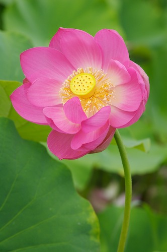 Bloom;Blossom;Blossoms;Floret;Flower;Floweret;Flowering;Flowers;Green;Magenta;Petal;Petals;Pink;Pistel;Stamen;Yellow