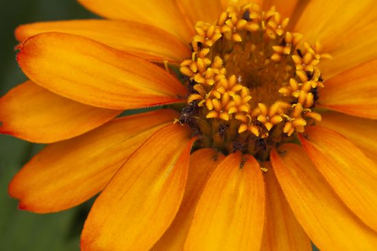 Tennessee;Nashville;Cheekwood Botannical Gardens;Floret;Floweret;Stamen;Pistel;Petals;Petal;Blossoms;Blossom;Bloom;Flowers;Flower