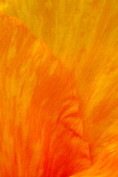 Abstract;Abstraction;Abstractions;Bloom;Blossom;Blossoms;Botanical;Calm;Close-up;Flora;Floral;Floret;Floweret;Flowering;Flowers;Gold;Healing;Health care;Healthcare;Hibiscus;Line;Macro;Minimalism;Nature;Pastoral;Patterns;Petal;Petals;Pistil;Rocks;Shape;Stamen;Stock categories;Textures;Warm Colors;Warm Palette;Warm Tones;Yellow;bloom;color;flora;floral;flower;oneness;orange;pattern;peaceful;plants;red;restful;serene;shapes;soothing;texture;tranquil;yellow;zen