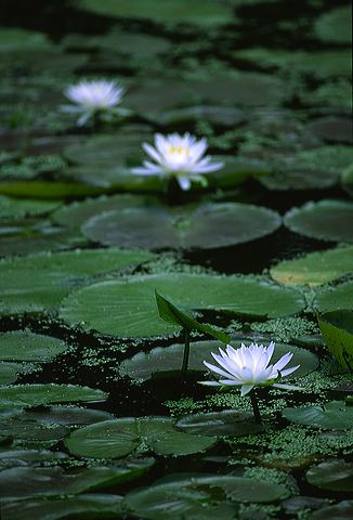 Flower;Blooming;Blossom;Bloom;Plants;Flowering;Botanical;Nature;Petal;Garden;Colorful;Outdoor;Vegetation;Natural;Reelfoot Lake;Swamp;Swamps;Bog;Marsh