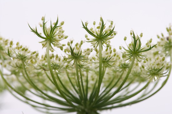 Abstract;Abstractions;Bloom;Blossom;Blossoms;botanical;botanicals;botany;flora;Floret;Flower;Floweret;Flowers;Green;greenery;herb;herbage;Patterns;Petal;Petals;Pistel;plant;plants;Shapes;shrub;Stamen;Textures;vegetation;White