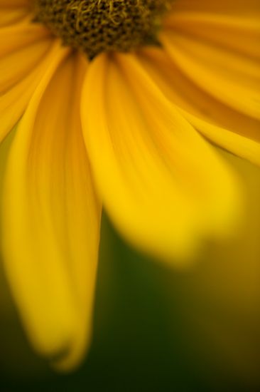 Pistil;Petals;Abstract;Brown;Flower;Shapes;Flowers;Helianthus annuus;Blossoms;Green;Stamen;Yellow;Blossom;Floret;Textures;Rachel;Petal;Floweret;Abstractions;Gold;Patterns;Bloom