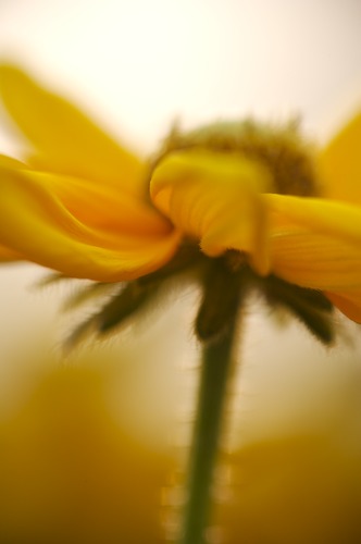 Bloom;Blossom;Blossoms;Floret;Flower;Floweret;Flowers;Orange;Petal;Petals;Pistel;Stamen;Yellow