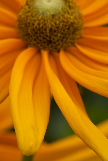 Bloom;Blossom;Blossoms;Calm;Floret;Floweret;Flowering;Flowers;Healing;Health care;Healthcare;Petal;Petals;Pistil;Preparations;Stamen;Wedding;bloom;flora;floral;flower;peaceful;restful;serene;soothing;tranquil