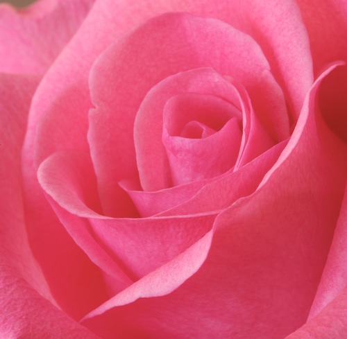 Abstract;Abstractions;Bloom;Blossom;Blossoms;Floret;Flower;Floweret;Flowering;Flowers;Patterns;Petal;Petals;Pink;Pistel;Rose;Shapes;Stamen;Textures