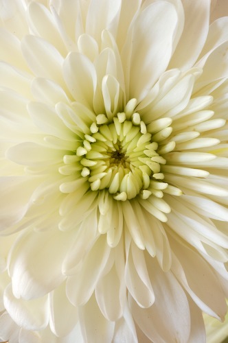 Bloom;Blossom;Blossoms;Floret;Flower;Floweret;Flowering;Flowers;Petal;Petals;Pistel;Stamen;White