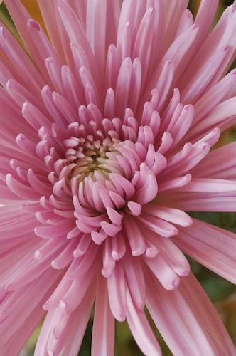 Bloom;Blossom;Blossoms;Floret;Flower;Floweret;Flowering;Flowers;Lavender;Petal;Petals;Pink;Pistel;Purple;Stamen