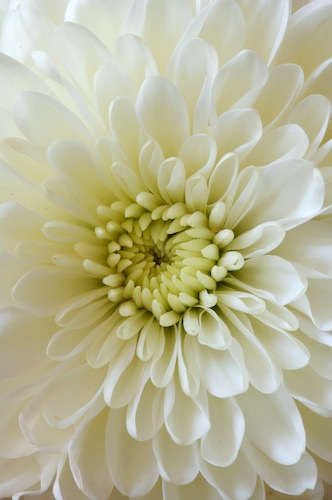 Bloom;Blossom;Blossoms;Floret;Flower;Floweret;Flowering;Flowers;Petal;Petals;Pistel;Stamen;White