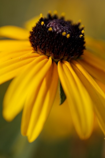 Bloom;Blooming;Blossom;Botanical;Colorful;Floral;Flower;Flowering;Flowers;Garden;Herb;Natural;Nature;Outdoor;Petal;Pistil;Plants;Stamen;Stem;Vegetation