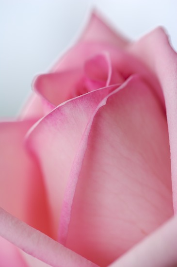 Abstract;Abstractions;Bloom;Blossom;Blossoms;Floret;Flower;Floweret;Flowering;Flowers;Patterns;Petal;Petals;Pink;Pistel;Rose;Shapes;Stamen;Textures