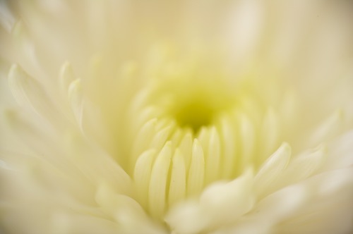 Bloom;Blossom;Blossoms;Floret;Flower;Floweret;Flowering;Flowers;Petal;Petals;Pistel;Stamen;White