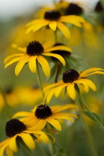 Stem;Vegetation;Garden;Green;Flowering;Herb;Outdoor;Nature;Flower;Black-eyed Susan;Bloom;Blossom;Flowers;Brown;Petal;Natural;Floral;Plants;Pistil;Blooming;Colorful;Botanical;Yellow;Gold;Rudbeckia hirta;Stamen;Asteraceae
