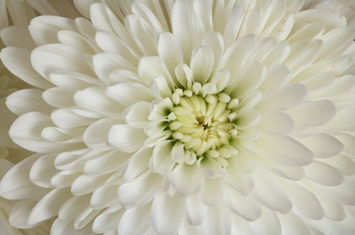 Abstract;Abstractions;Bloom;Blossom;Blossoms;Floret;Flower;Floweret;Flowering;Flowers;Green;Patterns;Petal;Petals;Pistel;Shapes;Stamen;Textures;White