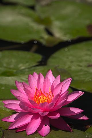 Plants;Foliage;Vegetation;Botanicals;Botany;Herbaceous;Herb;Greenery;Flora;Herbage