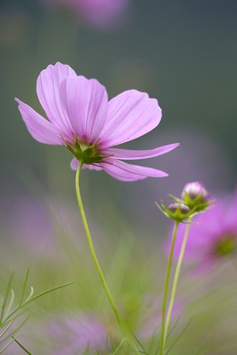 Floret;Floweret;Stamen;Pistel;Petals;Petal;Blossoms;Blossom;Bloom;Flowers;Flower