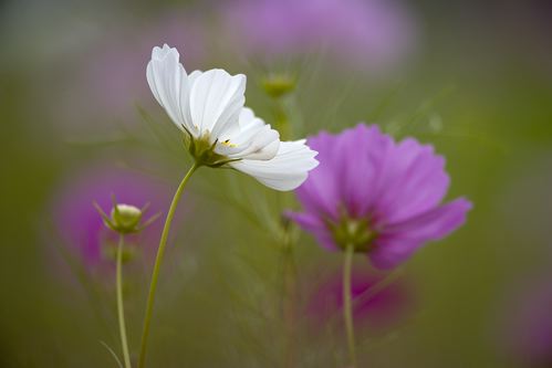 Floret;Floweret;Stamen;Pistel;Petals;Petal;Blossoms;Blossom;Bloom;Flowers;Flower