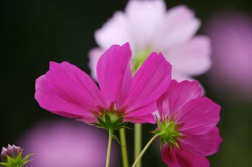 Flowers;Pink;Floret;Purple;Bloom;Floweret;Blossom;Green;Stamen;Blossoms;Petal;Pistil;Flower;Petals