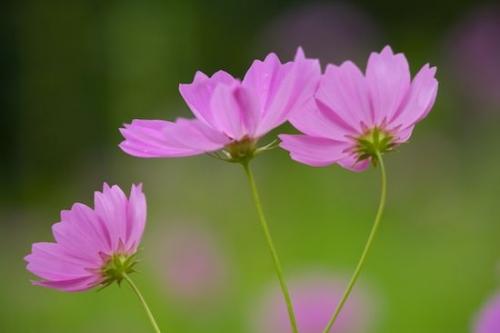 Flowers;Blossom;Floweret;Pink;Petal;Purple;Plants;Flora;Bloom;Green;stem;Close-up;Floret;Pistil;Stamen;Flowering;Blossoms;Plant;Petals;Flower