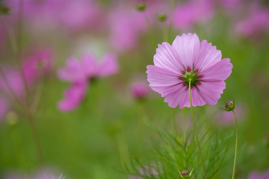 Bloom;Blossom;Blossoms;Floret;Flower;Floweret;Flowers;Petal;Petals;Pistil;Stamen;coreopsis