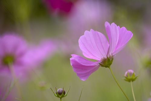 Floret;Floweret;Stamen;Pistel;Petals;Petal;Blossoms;Blossom;Bloom;Flowers;Flower