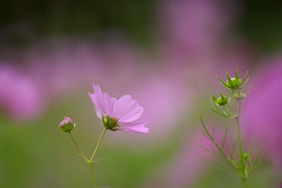 Bloom;Blossom;Blossoms;Floret;Flower;Floweret;Flowers;Green;Lavender;Petal;Petals;Pink;Pistil;Stamen;coreopsis