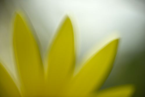 Textures;Shapes;Patterns;Abstractions;Abstract;Floret;Floweret;Stamen;Pistel;Petals;Petal;Blossoms;Blossom;Bloom;Flowers;Flower;botanical;plant;plants;botanicals;botany;vegetation;greenery;flora;herbage;herb;shrub;Yellow