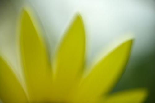 Floweret;Flowers;Brown;Stamen;Green;Patterns;plants;botany;Petal;Botanical;shrub;Abstractions;Pistil;greenery;plant;Textures;herb;Abstract;Helianthus annuus;Petals;herbage;flora;Blossom;Floret;Bloom;Asteraceae;Blossoms;Gold;Flower;Yellow;Botanicals;Vegetation;Shapes