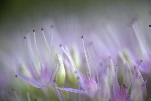 Textures;Shapes;Patterns;Abstractions;Abstract;Floret;Floweret;Stamen;Pistel;Petals;Petal;Blossoms;Blossom;Bloom;Flowers;Flower;botanical;plant;plants;botanicals;botany;vegetation;greenery;flora;herbage;herb;shrub