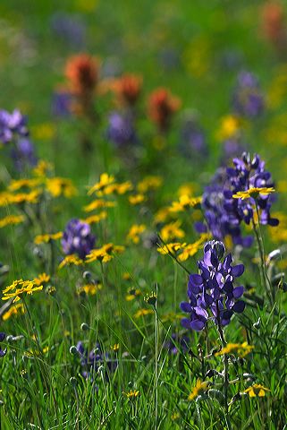 Abstract;Abstractions;Patterns;Shapes;Textures;Flower;Blooming;Blossom;Bloom;Plants;Flowering;Botanical;Nature;Petal;Garden;Colorful;Outdoor;Vegetation;Natural;Floral;Herb;Flowers;Stamen;Pistil;Stem