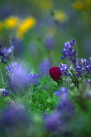 Abstract;Abstractions;Patterns;Shapes;Textures;Flower;Blooming;Blossom;Bloom;Plants;Flowering;Botanical;Nature;Petal;Garden;Colorful;Outdoor;Vegetation;Natural;Floral;Herb;Flowers;Stamen;Pistil;Stem